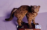 石虎藏品圖，第2張